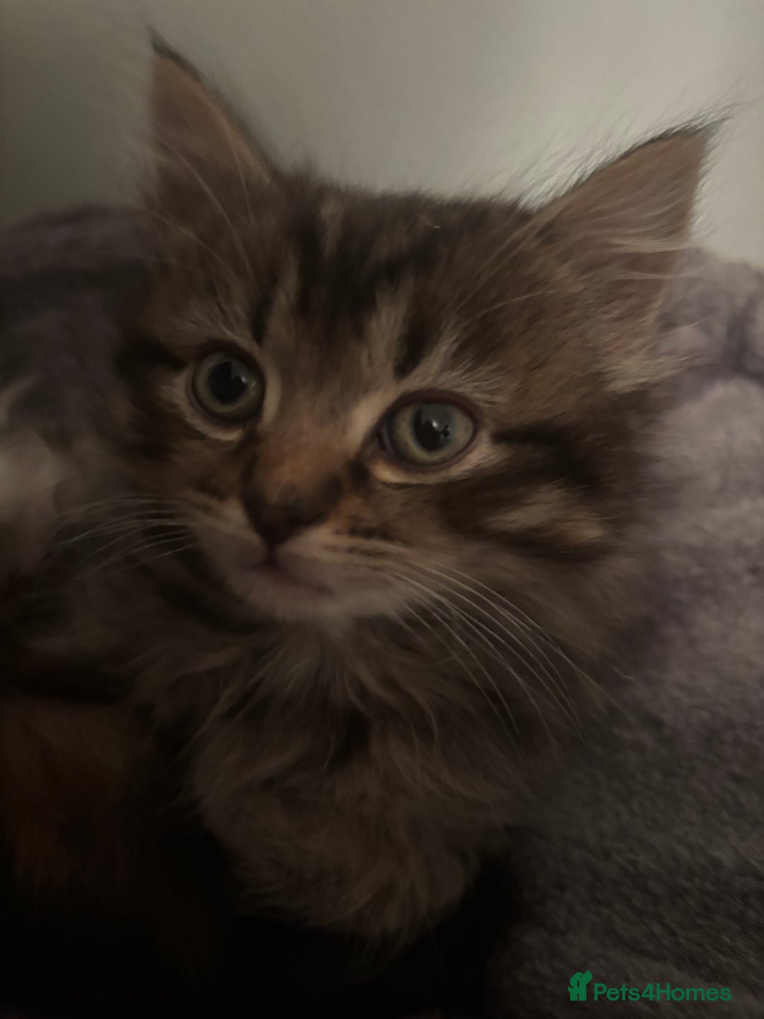 Ragdoll cats for sale: Ragdoll cross.  - Advert 3