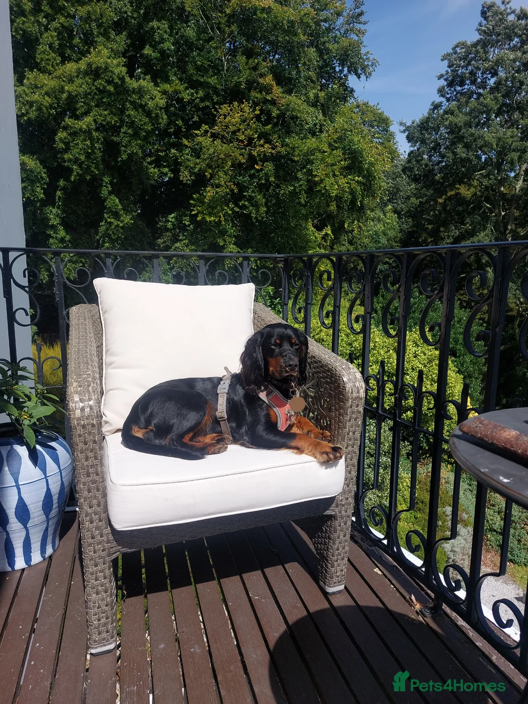 Cocker Spaniel dogs for sale: Exceptional KC Cocker Spaniel Pups - Advert 3