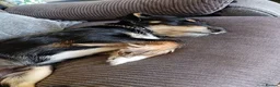 Mixed Breed dogs for sale: Pablo - Advert 2