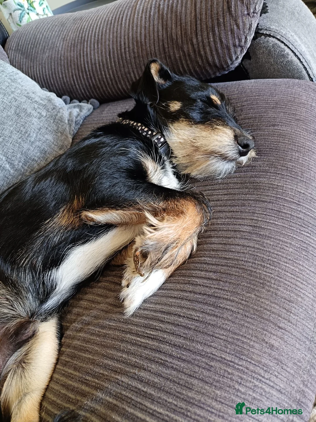 Mixed Breed dogs for sale: Pablo - Advert 2