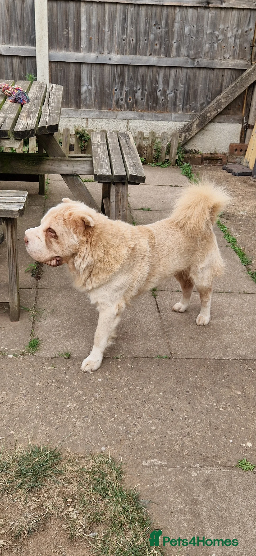 Shar Pei dogs for sale: Two Male Sharp pai dog's  - Advert 5