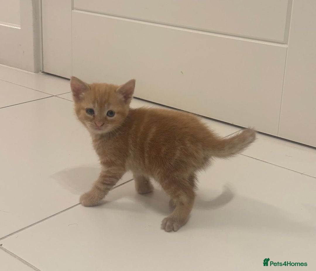 Mixed Breed cats for sale: playful kittens ready for a new home  - Image 5
