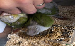 Conures birds for sale: Hand Reared Silly Tame Pineapple Conures - Image 4