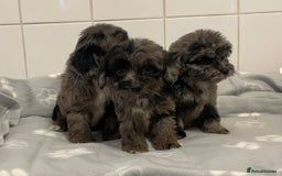 Cockapoo dogs for sale: Beautiful merle puppy’s available  - Image 1