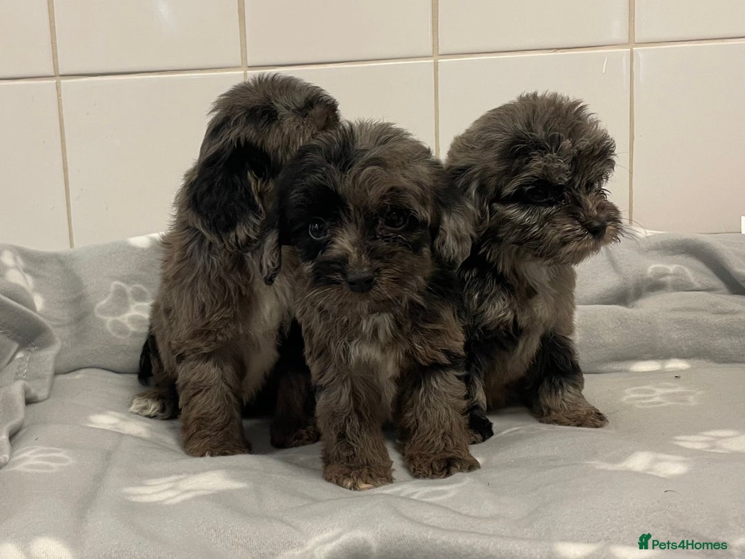 Cockapoo dogs for sale: Beautiful merle puppy’s available  - Image 1