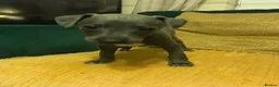 Mixed Breed dogs for sale: Italian Greyhound x Whiggy puppies - Advert 3