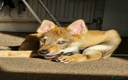 Saarloos Wolfdog dogs for sale: Saarloos wolfdog - Image 4