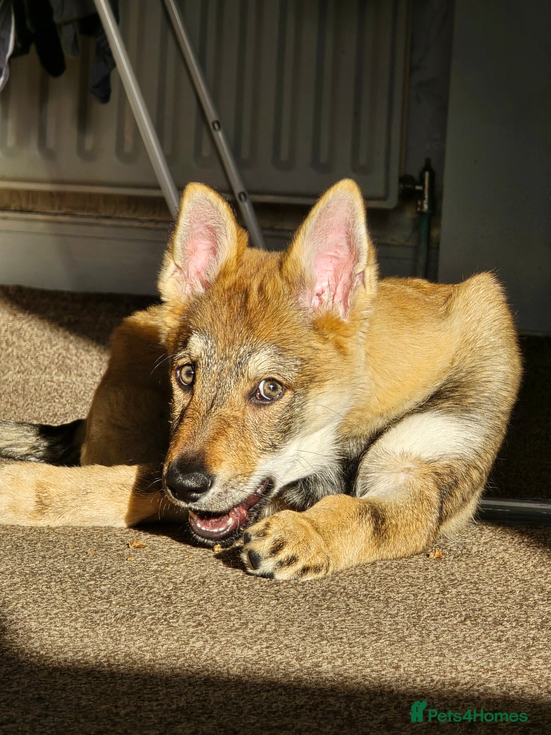 Saarloos Wolfdog dogs for sale: Saarloos wolfdog - Image 4