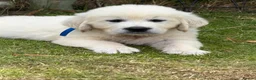 Golden Retriever dogs for sale: KC Cream litter from great health tested parents  - Advert 30