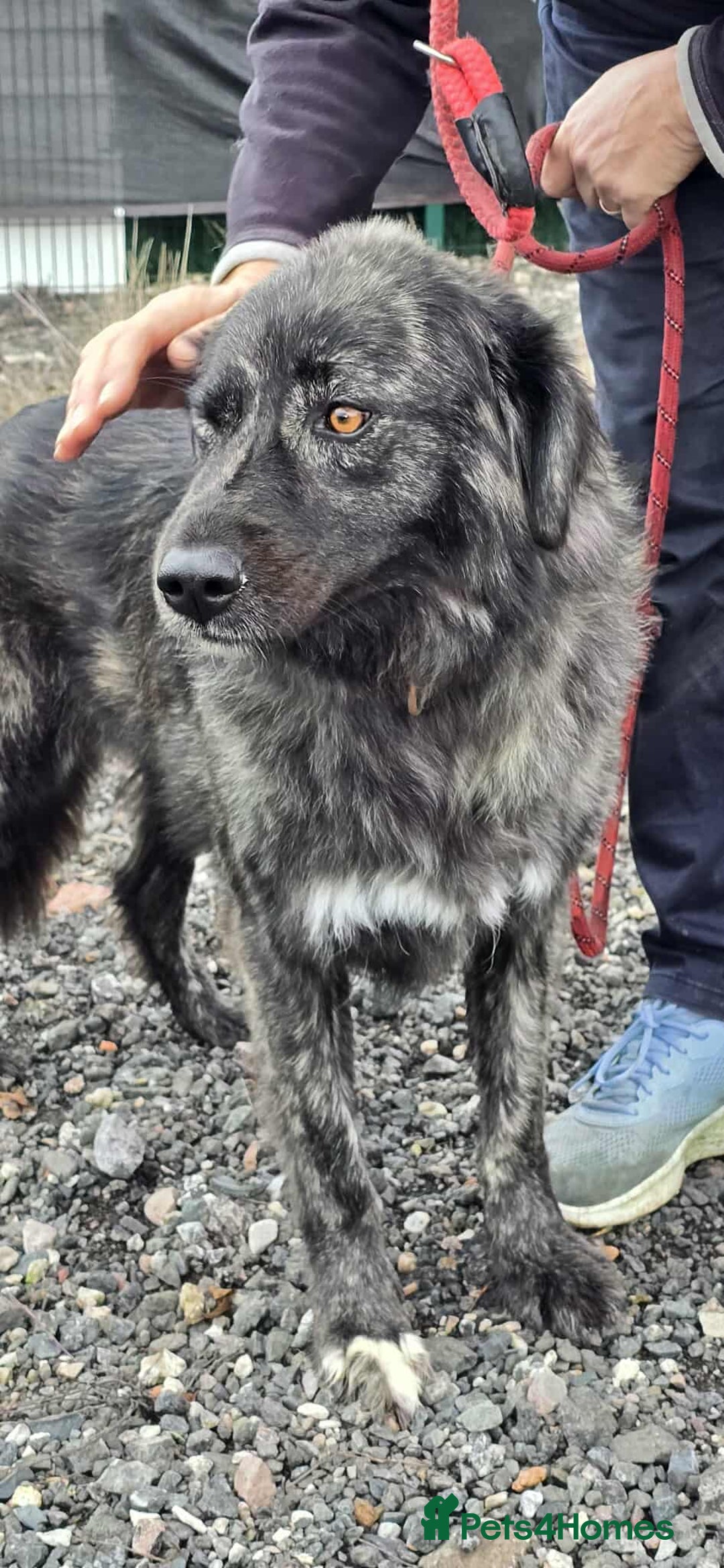 Mixed Breed dogs for adoption: MAGGIE - Image 1