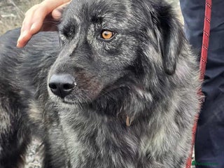 Mixed Breed dogs MAGGIE - Advert 16