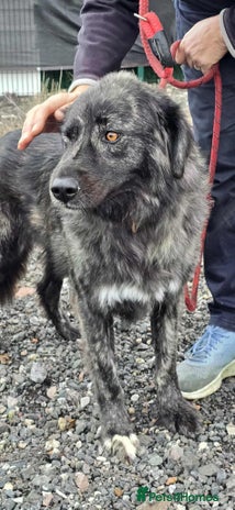 Mixed Breed dogs MAGGIE - Advert 8