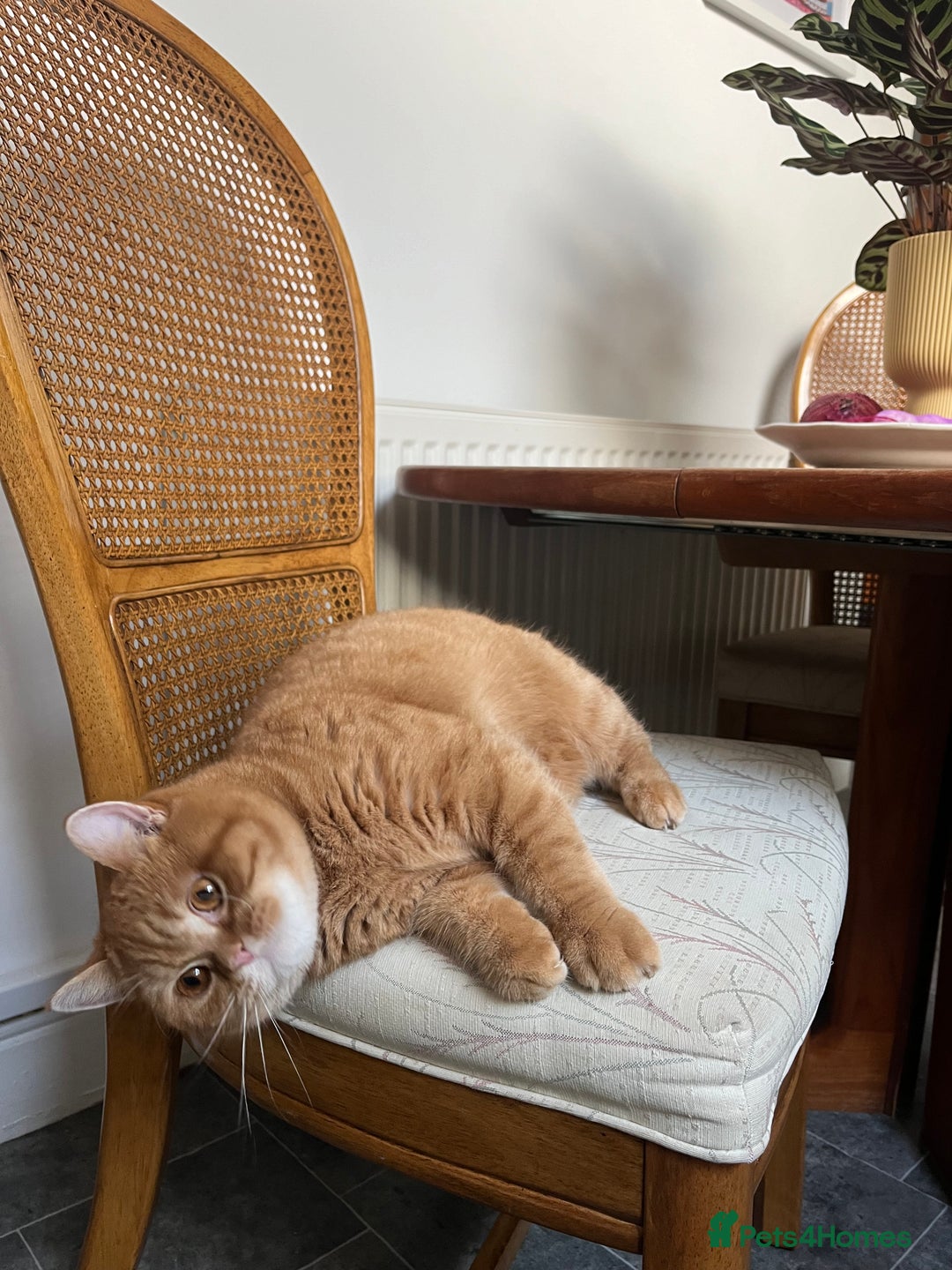 British Shorthair cats for sale: Ginger British Short Hair in Need of a Loving Home - Image 13