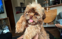 Shih Tzu dogs for sale: Beautiful shi tzu boy - Image 4
