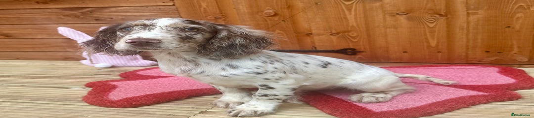 Cocker Spaniel Puppy 2