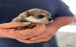 Miniature Schnauzer dogs for sale: Home reared bundles of love - Image 13