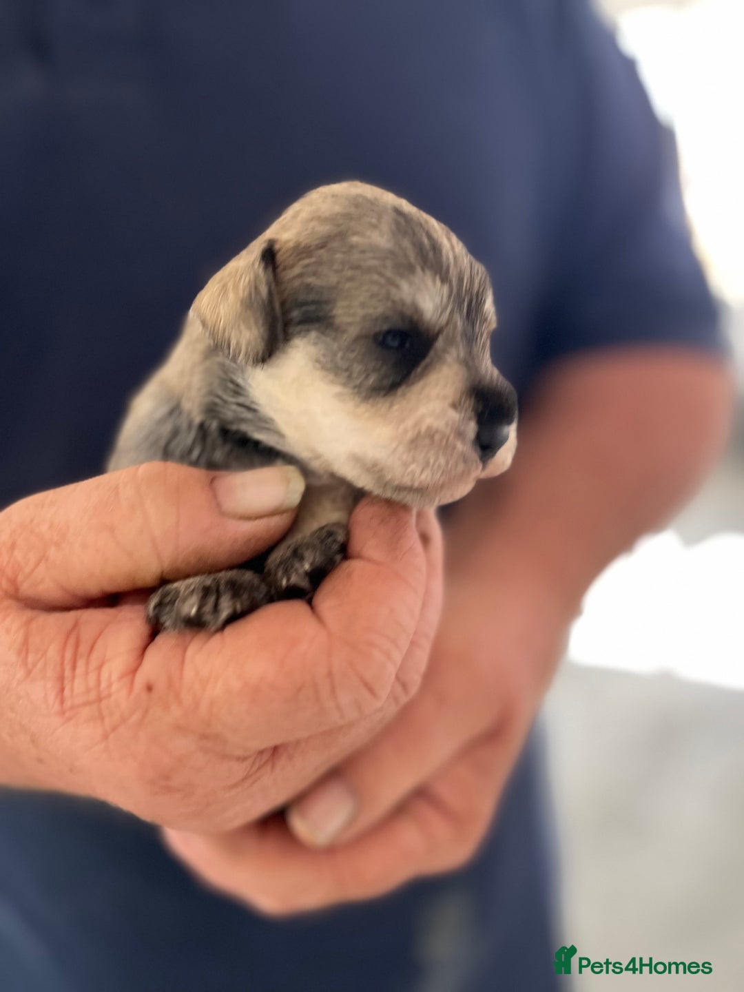 Miniature Schnauzer dogs for sale: Home reared bundles of love - Image 13