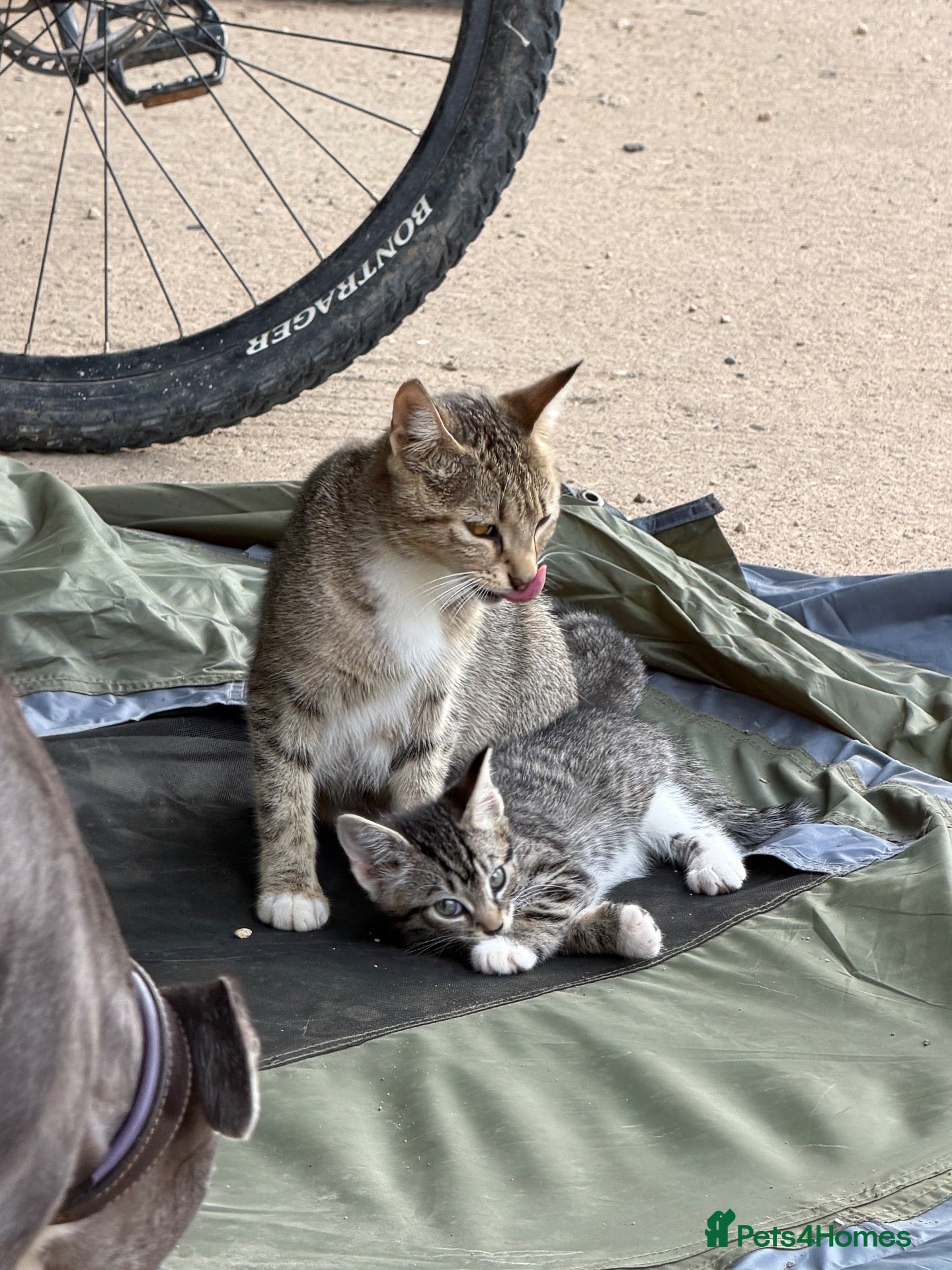 Mixed Breed cats Adorable friendly farm kittens available - Advert 1