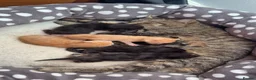 Mixed Breed cats for sale: Beautiful mixed bread kittens. 🧡🤎🖤 - Advert 11