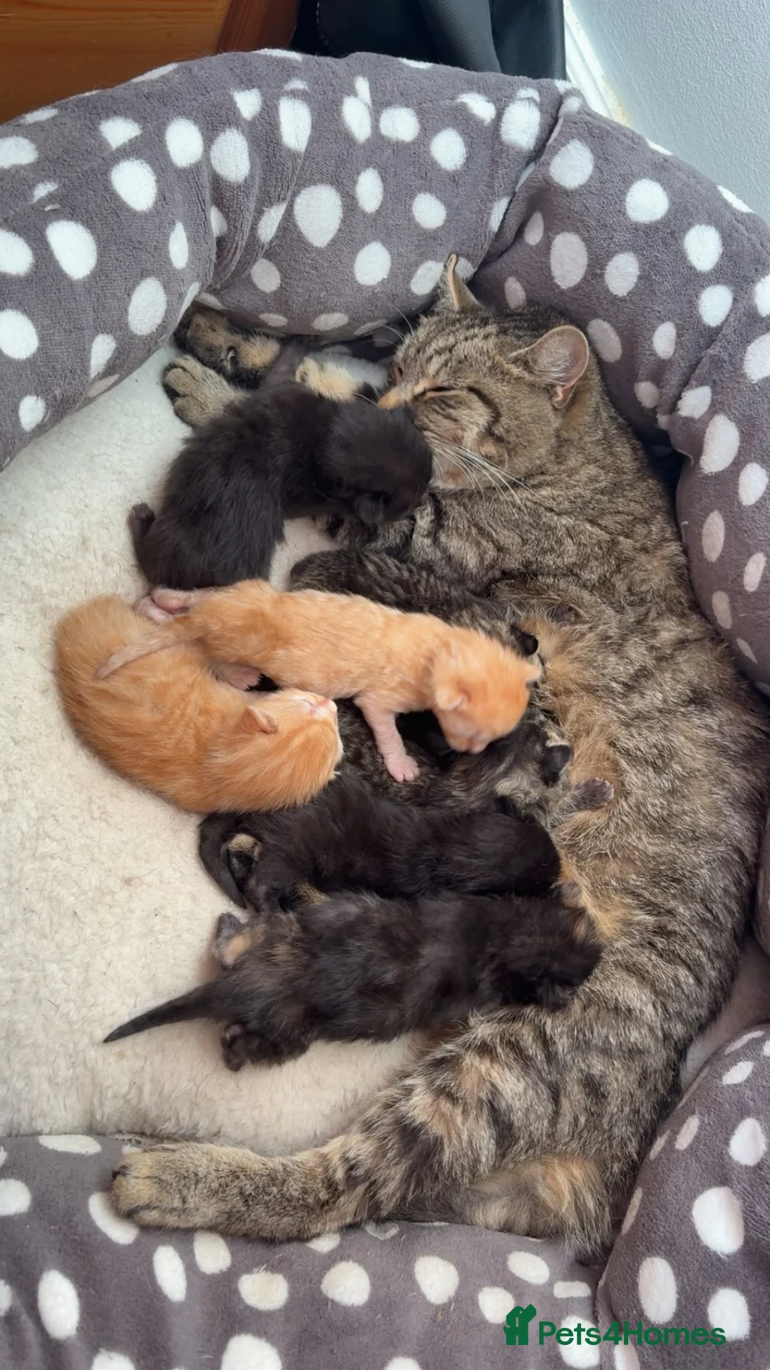 Mixed Breed cats for sale: Beautiful mixed bread kittens. 🧡🤎🖤 - Advert 11