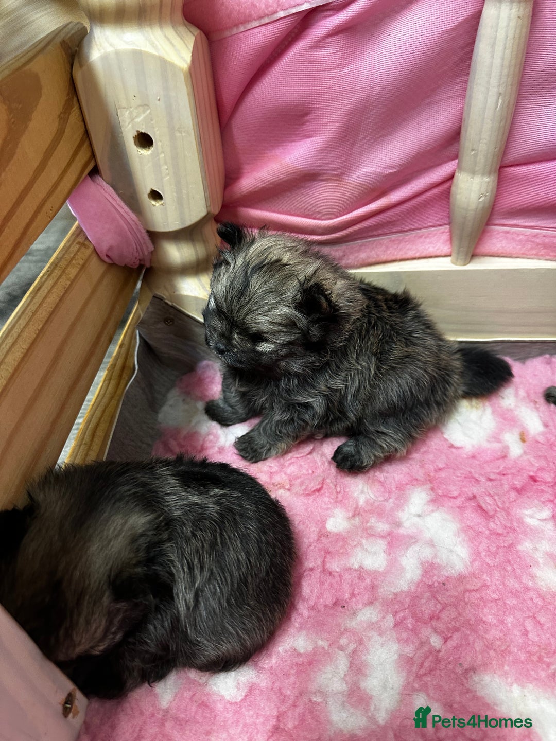 Pomeranian dogs for sale: GORGEOUS POMERANIAN PUPPIES 🐶🐶🐶🐶🐶 - Advert 10