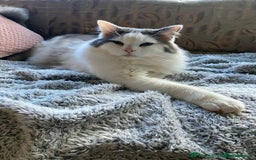 Mixed Breed cats for sale: Gorgeous Ragdoll/Chinchilla Persian kittens  - Image 2