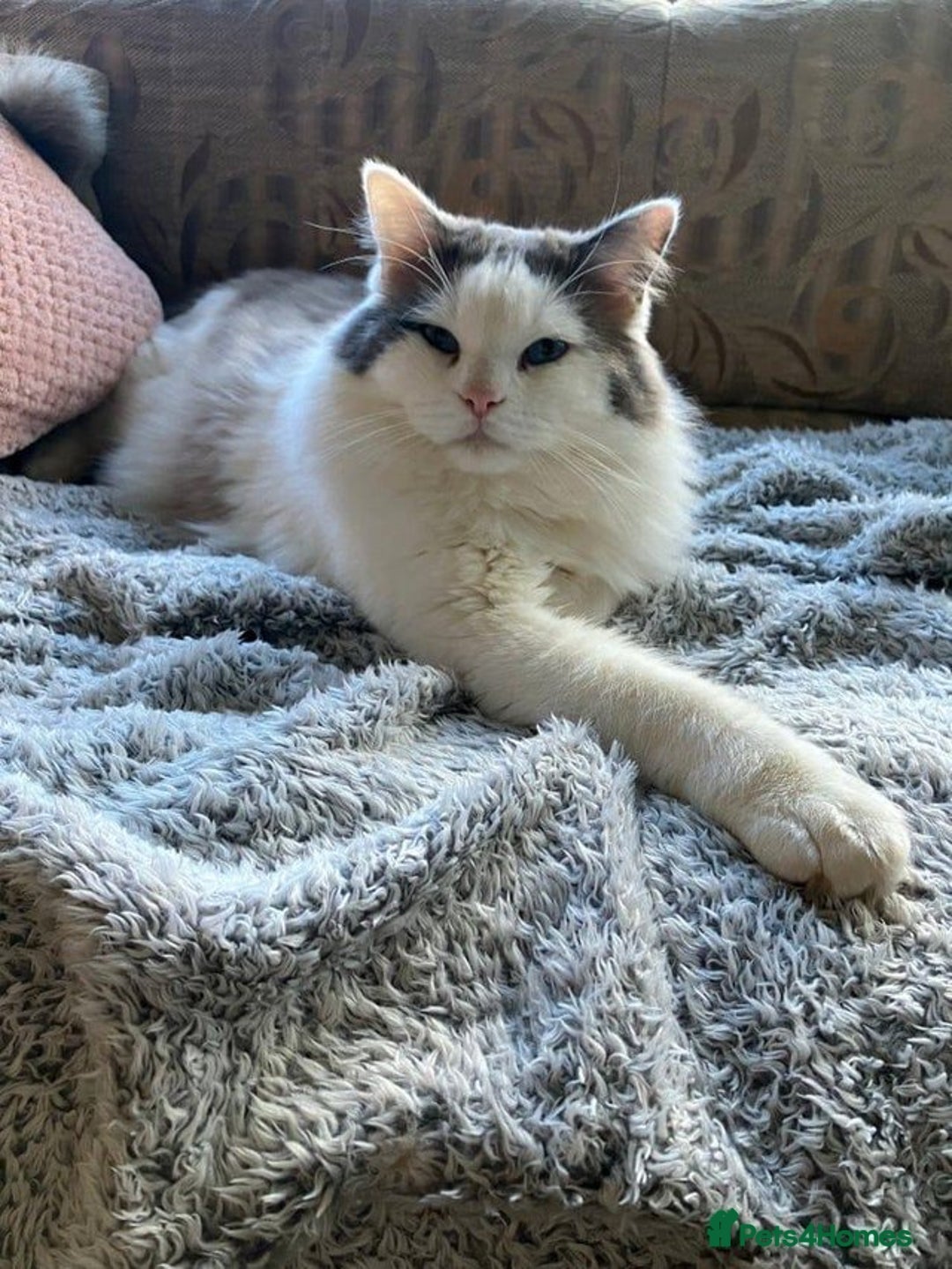 Mixed Breed cats for sale: Gorgeous Ragdoll/Chinchilla Persian kittens  - Image 2