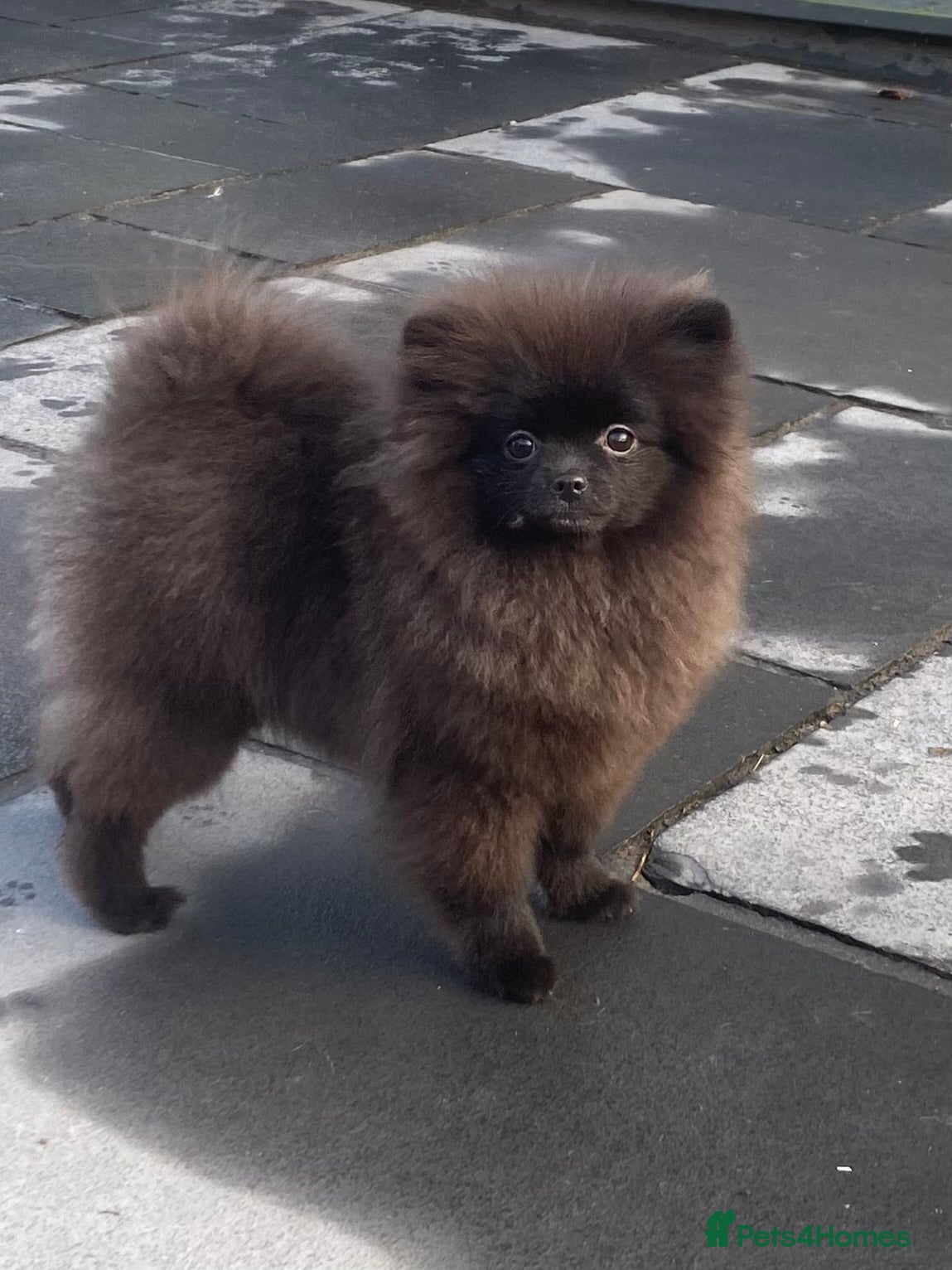 Pomeranian dogs Adorable fluffy pom puppies - Advert 1