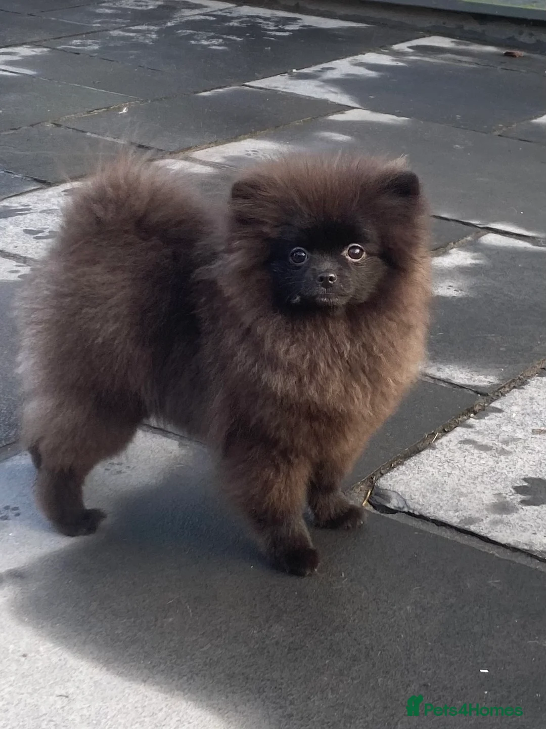 Pomeranian dogs for sale: Adorable fluffy pom puppies - Advert 1