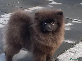 Pomeranian dogs Adorable fluffy pom puppies - Advert 1