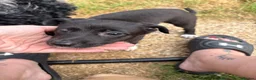 Whippet dogs for sale: Whippet cross  - Advert 4