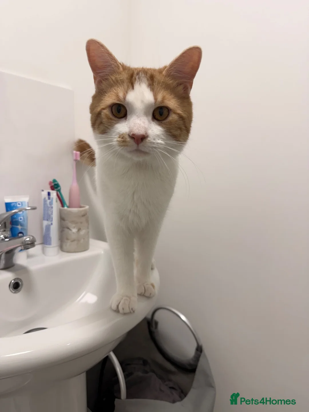 British Shorthair cats for sale: 2 year old British shorthair  in Nottingham - Advert 1
