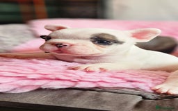French Bulldog dogs for sale: French Bulldog looking for a loving home ❤️ - Image 1