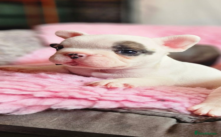 French Bulldog dogs - Advert 3
