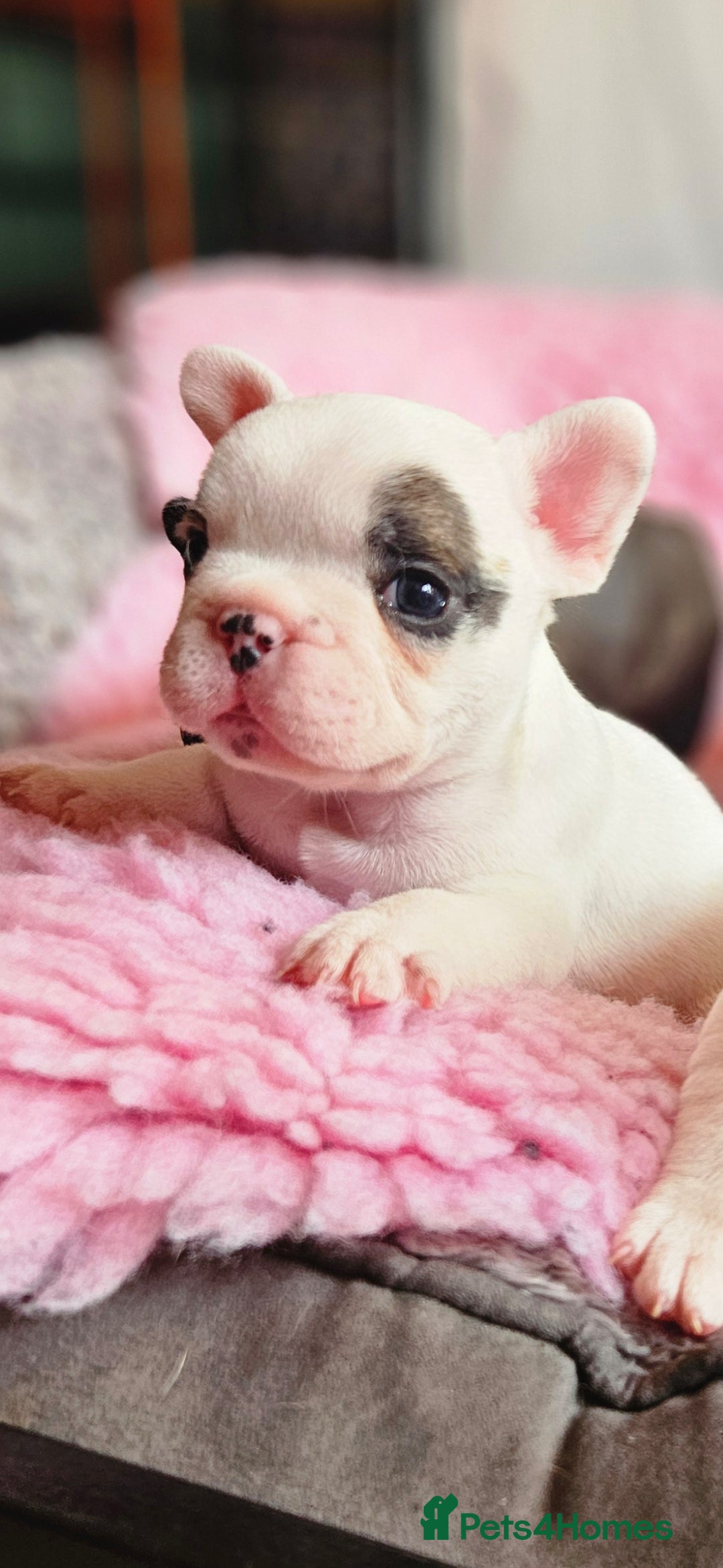 French Bulldog dogs for sale: French Bulldog looking for a loving home ❤️ - Image 1