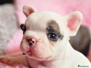 French Bulldog dogs - Advert 9