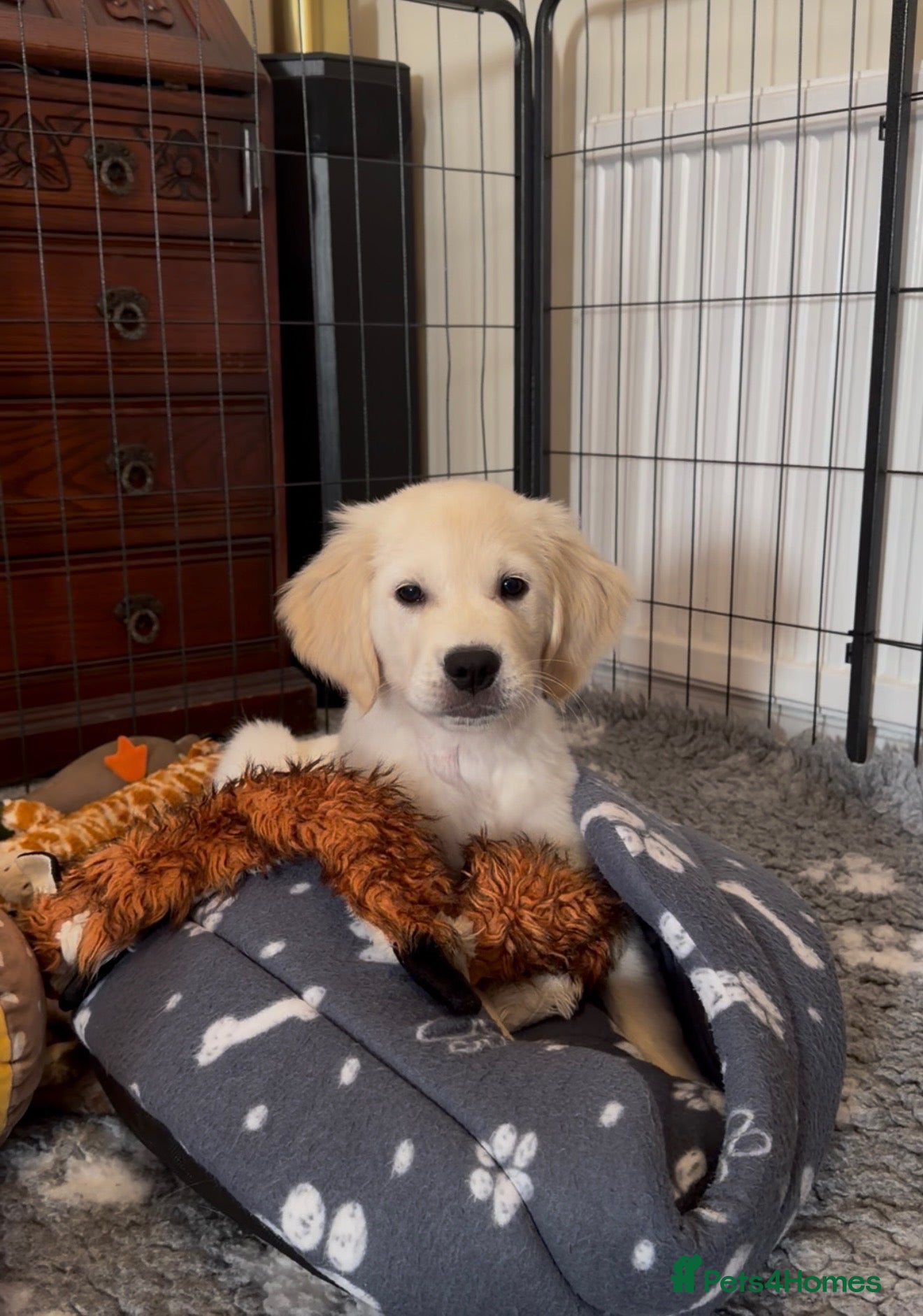 Golden Retriever dogs Royal Kennel Club Golden Retriever puppies - Advert 1
