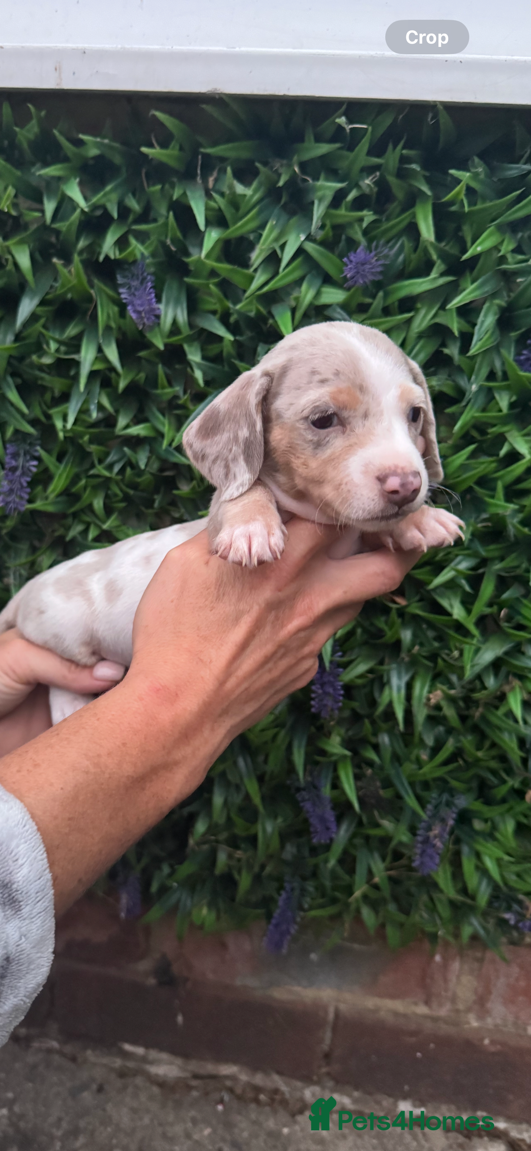 Miniature Dachshund dogs for sale: Kc reg miniature dachshund  - Image 8