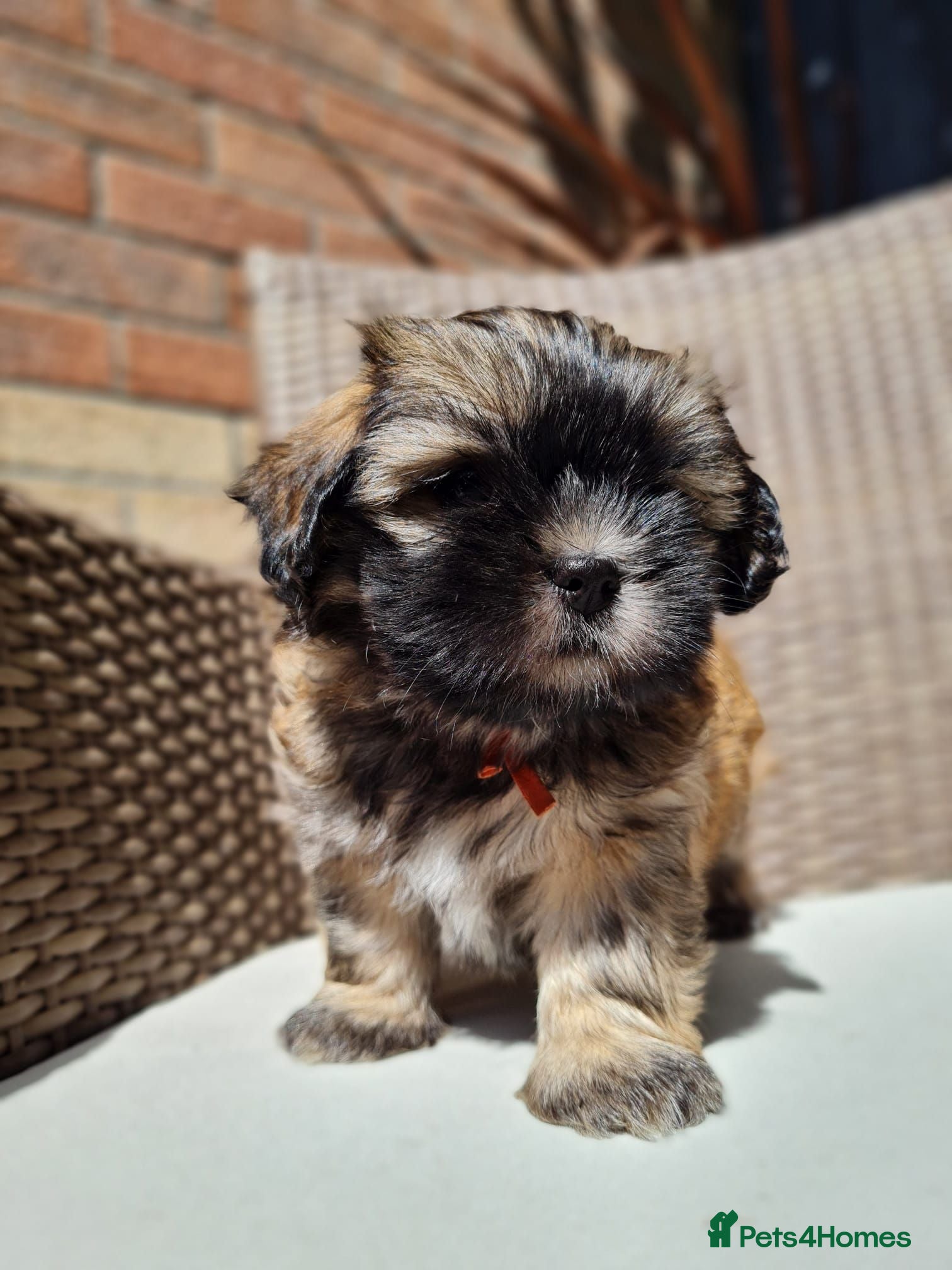 Malshi dogs Small Malshi puppies ( Maltese x Shihtzu) - Advert 5