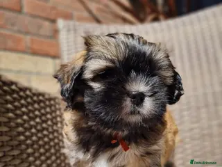 Malshi dogs Small Malshi puppies ( Maltese x Shihtzu) - Advert 5