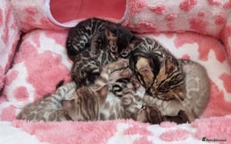 Bengal cats for sale: TICA Registered Bengal Kittens–Ready Nov 2025 🐾 - Image 1