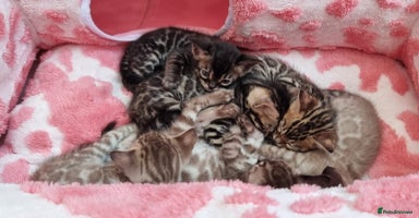 Bengal cats - Advert 4