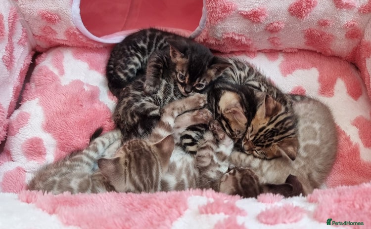 Bengal cats - Advert 8