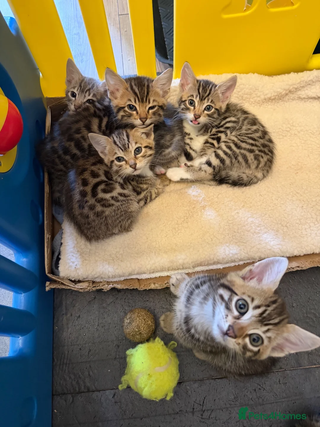 Bengal cats for sale: Bengal cross tabby kittens in Huntly - Advert 2