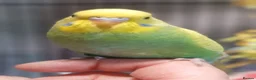 Budgerigars birds for sale: Outstanding pet baby budgies priced from £25 - Advert 2