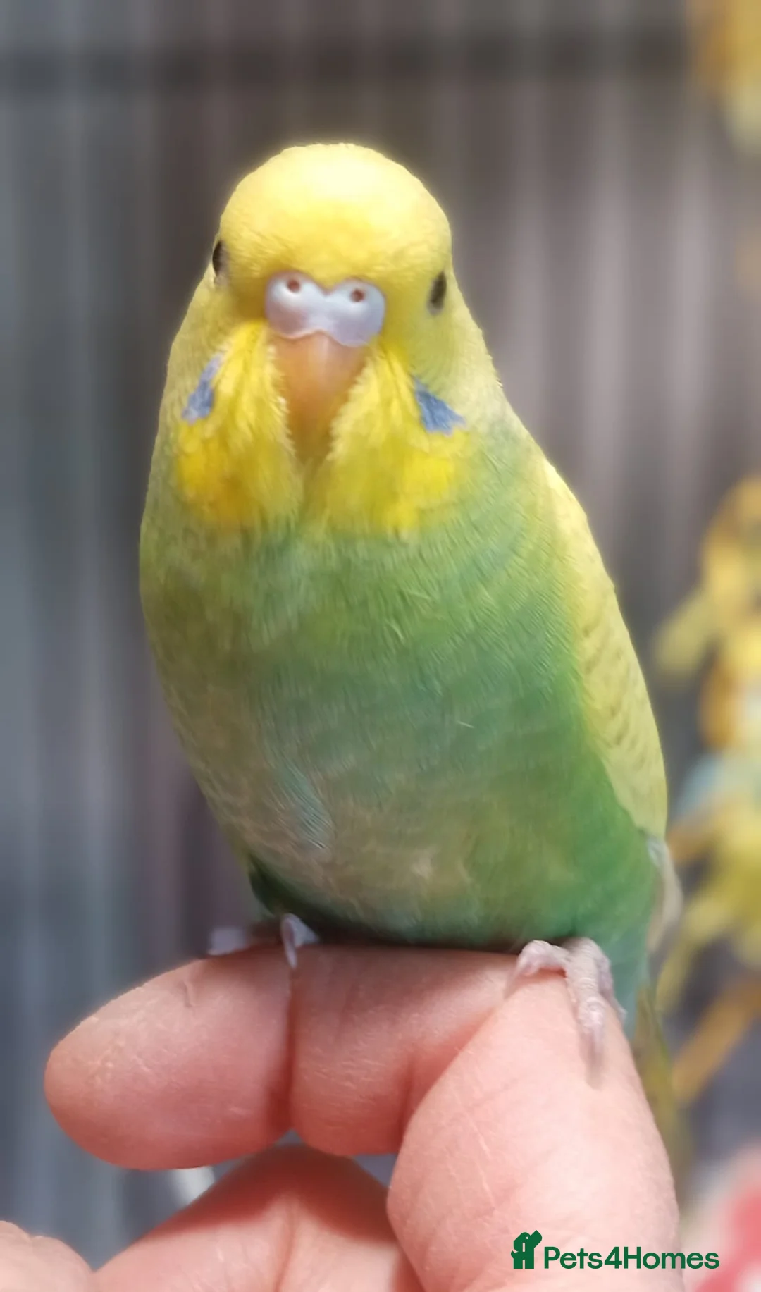 Budgerigars birds for sale: Outstanding pet baby budgies priced from £25 - Advert 2