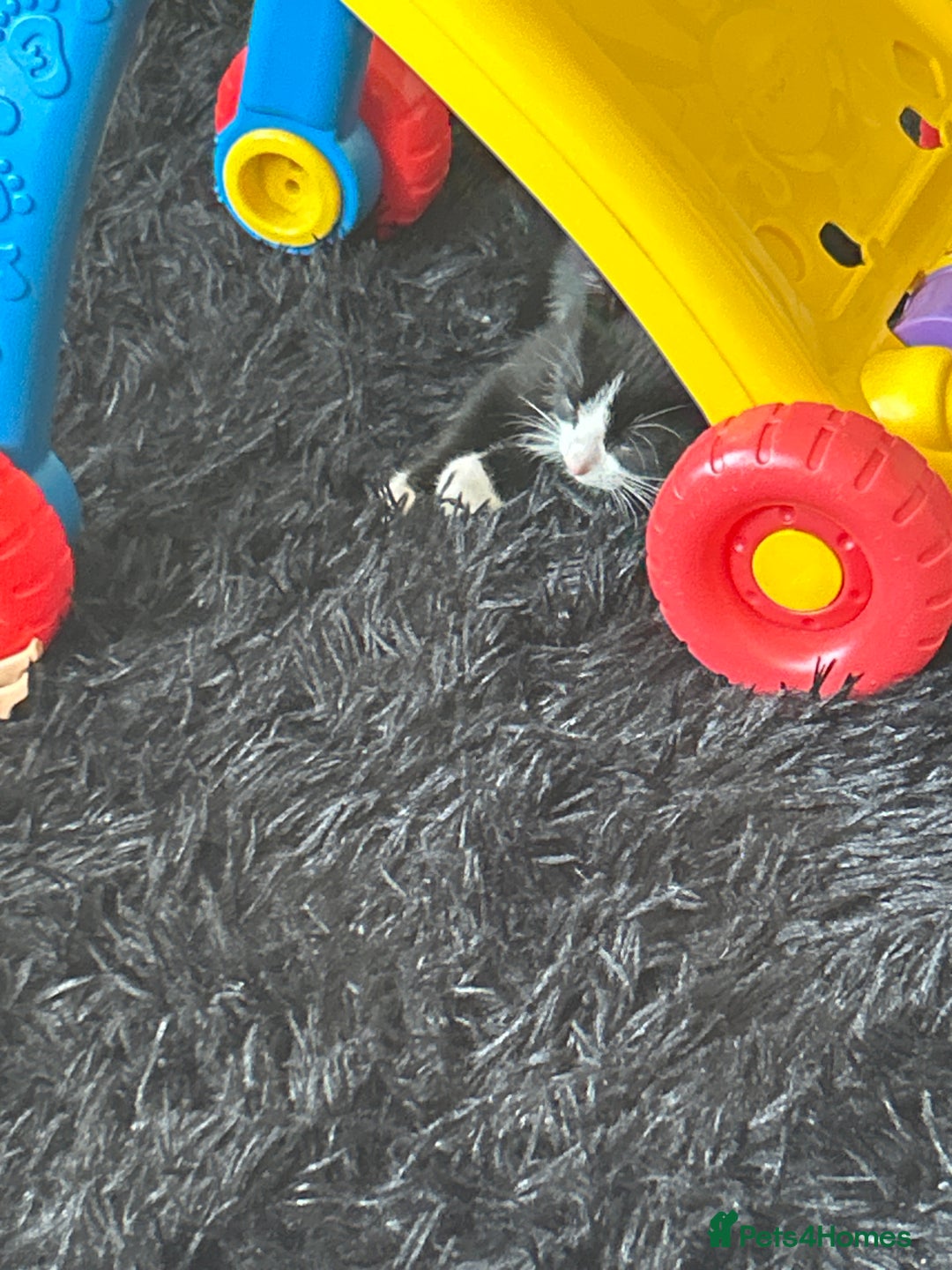 Bombay cats for sale: 9 week old kitten - Image 1
