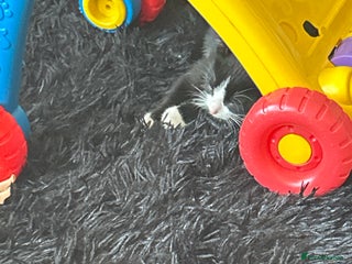 Bombay cats - Advert 6