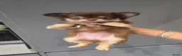 Chihuahua dogs for sale: Chihuahua puppies Russian ancesry with apple head  - Advert 4
