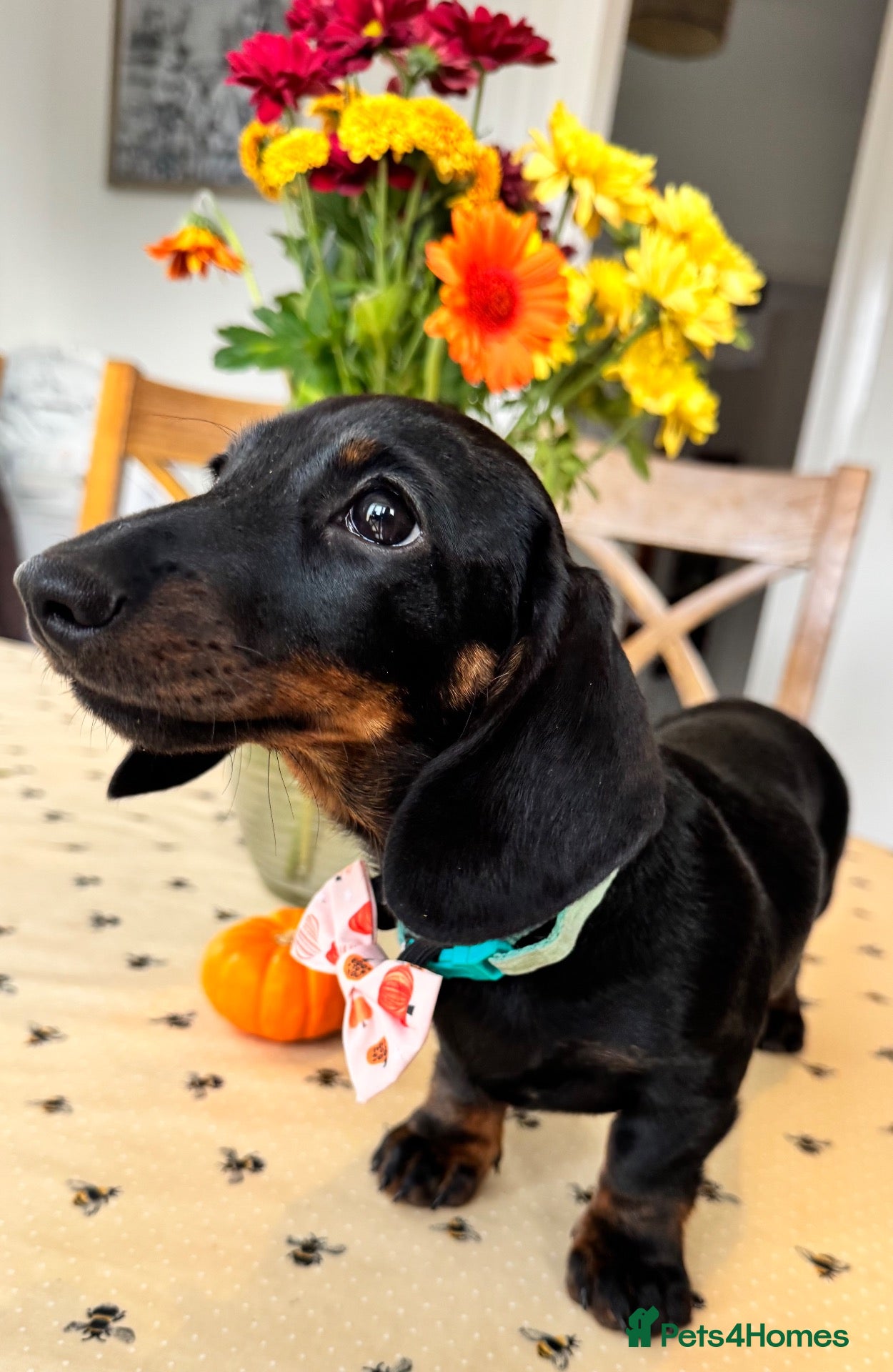 Miniature Dachshund dogs Reduced💜KC pedigree Mini Dachshund puppies - Advert 8